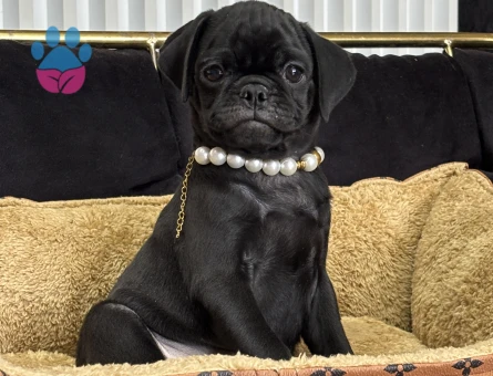 OYUNCU SİYAH PUG YAVRULARIMIZ - 9355 - Görsel 4