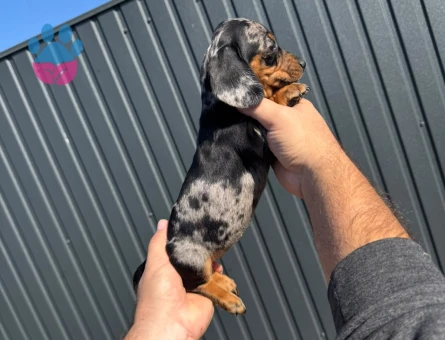 SEVİMLİ DACHSHUND YAVRULARIMIZ - 9356