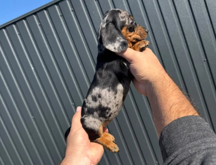 SEVİMLİ DACHSHUND YAVRULARIMIZ - 9356