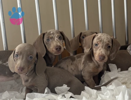 SEVİMLİ DACHSHUND YAVRULARIMIZ - 9356 - Görsel 3