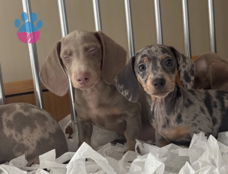 SEVİMLİ DACHSHUND YAVRULARIMIZ - 9356 - Görsel 4
