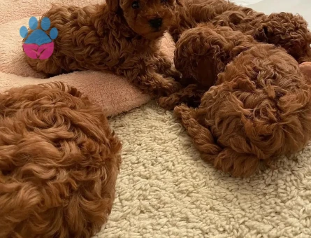 Red ToyPoodle Bebek Surat Yavrularımız Sizlerle - 9357 - Görsel 2