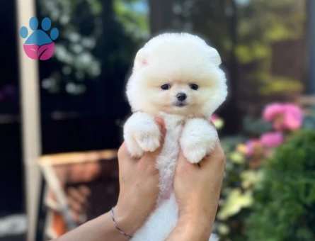 Ayı Surat Pomeranian Boo yavrularımız - 9358