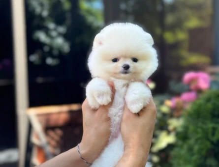 Ayı Surat Pomeranian Boo yavrularımız - 9358