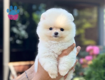 Ayı Surat Pomeranian Boo yavrularımız - 9358 - Görsel 3