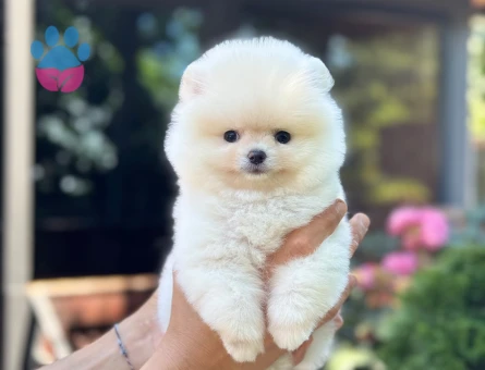 Ayı Surat Pomeranian Boo yavrularımız - 9358 - Görsel 4