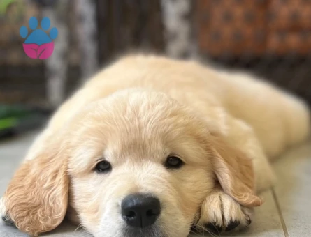 Bebek Surat  Golden Yavrumuz - 9359 - Görsel 2