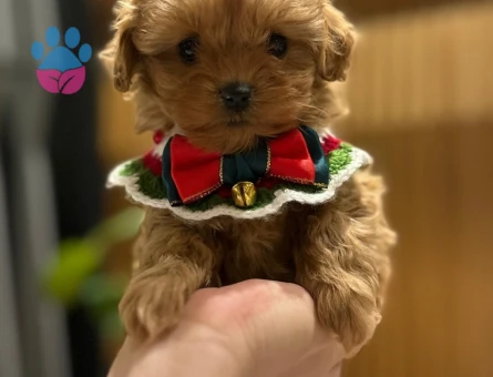 Bebek Surat Maltipoo Bebeğimiz Sizlerle - 9360 - Görsel 2