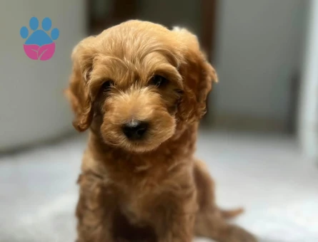 Bebek Surat Maltipoo Bebeğimiz Sizlerle - 9360 - Görsel 3