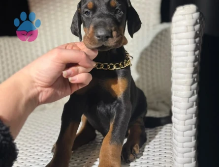 Güvenli Teslimat King Doberman Yavrular - 9361 - Görsel 2