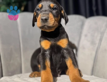 Güvenli Teslimat King Doberman Yavrular - 9361 - Görsel 4