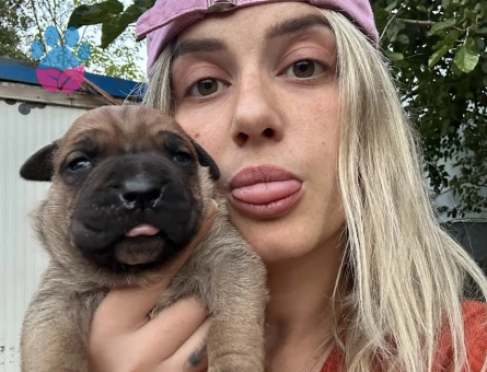 Dev Adayı Cane Corso Yavruları - 9362 - Görsel 3