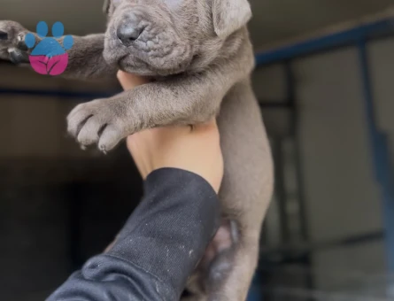 Dev Adayı Cane Corso Yavruları - 9362 - Görsel 4