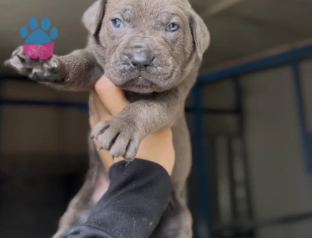 Dev Adayı Cane Corso Yavruları - 9362 - Görsel 5