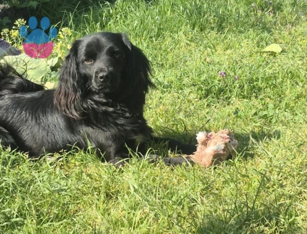 1 yaşında erkek Cocker - 9363 - Görsel 5