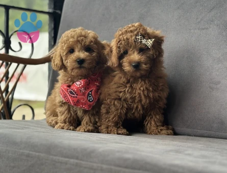 Toy Poodle Yavruları - 9364 - Görsel 3