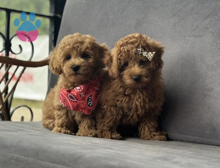Toy Poodle Yavruları - 9364 - Görsel 2
