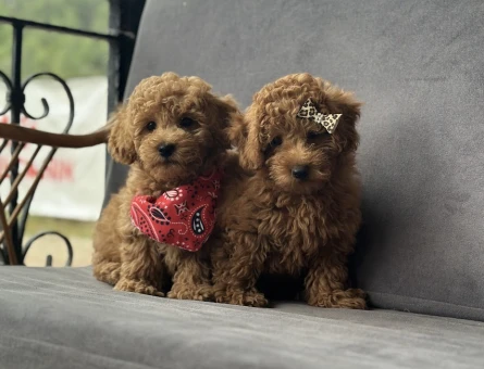 Toy Poodle Yavruları - 9364