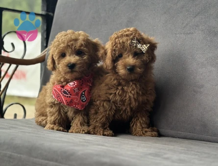 Toy Poodle Yavruları - 9364 - Görsel 4