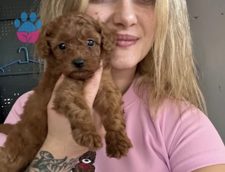 Toy Poodle Yavruları - 9364 - Görsel 5