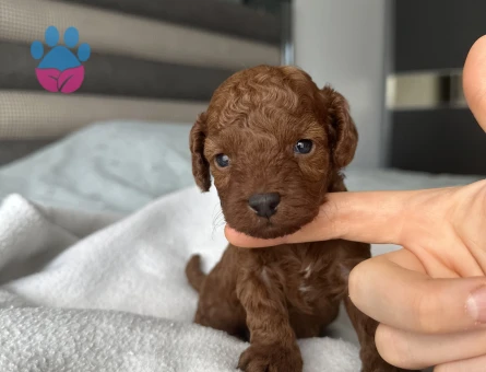 Kore Kan Toy Poodle Yavruları - 9365
