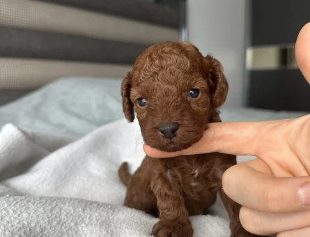 Kore Kan Toy Poodle Yavruları - 9365