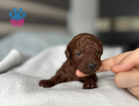 Kore Kan Toy Poodle Yavruları - 9365 - Görsel 3