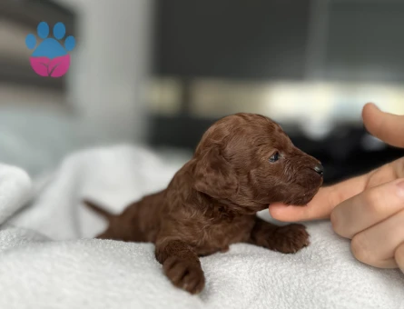 Kore Kan Toy Poodle Yavruları - 9365 - Görsel 4