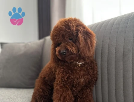 Kore Kan Toy Poodle Yavruları - 9365 - Görsel 5