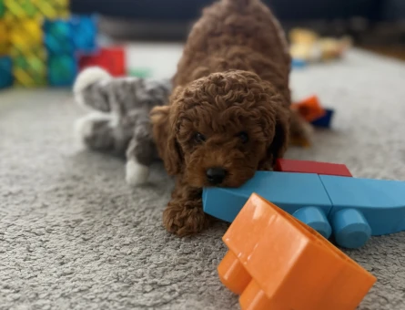 2.5 Aylık Erkek Toy Poodle - 9366