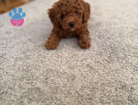 2.5 Aylık Erkek Toy Poodle - 9366 - Görsel 3