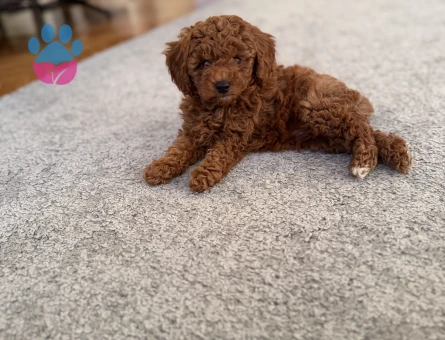 2.5 Aylık Erkek Toy Poodle - 9366 - Görsel 4