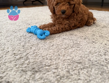 2.5 Aylık Erkek Toy Poodle - 9366 - Görsel 5