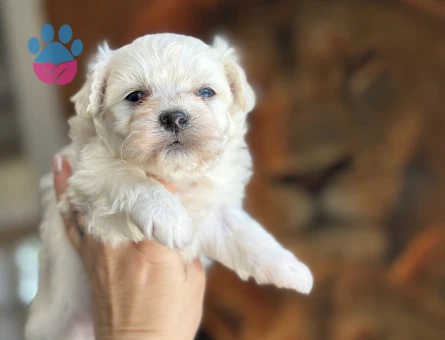 Maltese Yavruları - 9367 - Görsel 3