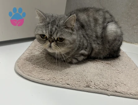Persian Orta Yaşlı Erkek kedi - 9368