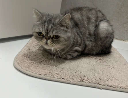 Persian Orta Yaşlı Erkek kedi - 9368