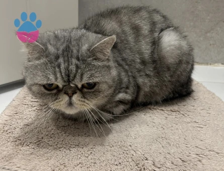 Persian Orta Yaşlı Erkek kedi - 9368 - Görsel 3