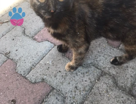 Bu güzel kıza yuva arıyoruz.. - 9370 - Görsel 3