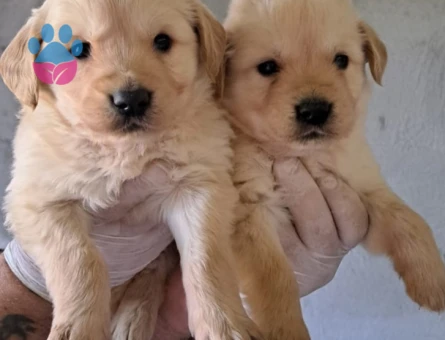 AKKUŞ ÜRETİM ÇİFTLİĞİNDEN GOLDEN YAVRULARI - 9371 - Görsel 5