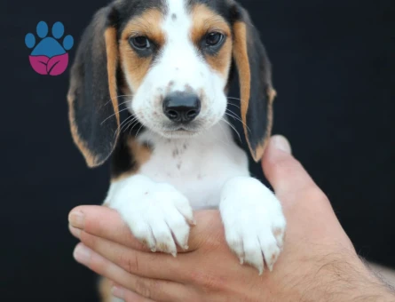 AKKUŞ ÜRETİM ÇİFTLİĞİNDEN BEAGLE YAVRULARI - 9372 - Görsel 2