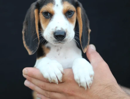 AKKUŞ ÜRETİM ÇİFTLİĞİNDEN BEAGLE YAVRULARI - 9372