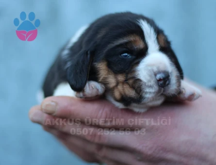 AKKUŞ ÜRETİM ÇİFTLİĞİNDEN BEAGLE YAVRULARI - 9372 - Görsel 3