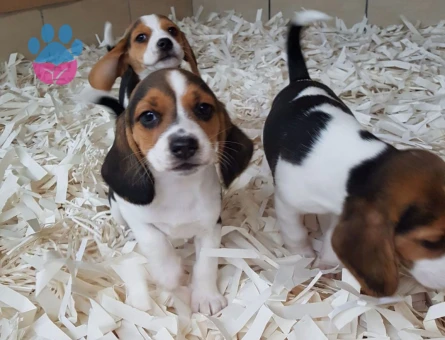 AKKUŞ ÜRETİM ÇİFTLİĞİNDEN BEAGLE YAVRULARI - 9372 - Görsel 4
