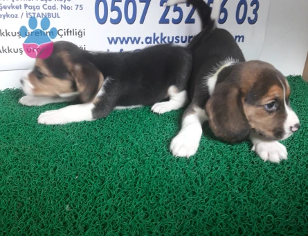 AKKUŞ ÜRETİM ÇİFTLİĞİNDEN BEAGLE YAVRULARI - 9372 - Görsel 5