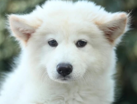 AKKUŞ ÜRETİM ÇİFTLİĞİNDEN SAMOYED YAVRULARI - 9373