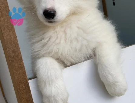 AKKUŞ ÜRETİM ÇİFTLİĞİNDEN SAMOYED YAVRULARI - 9373 - Görsel 3