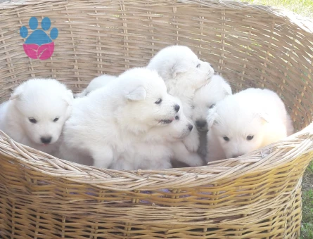 AKKUŞ ÜRETİM ÇİFTLİĞİNDEN SAMOYED YAVRULARI - 9373 - Görsel 4