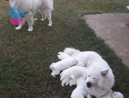 AKKUŞ ÜRETİM ÇİFTLİĞİNDEN SAMOYED YAVRULARI - 9373 - Görsel 5