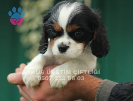 AKKUŞ ÜRETİM ÇİFTLİĞİNDEN CAVALİER YAVRULARI - 9374