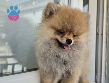 Pomerian boo - 9375 - Görsel 2